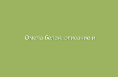 Омела белая, описание и лечебные свойства омелы белой, применение в народной медицине  и лечение