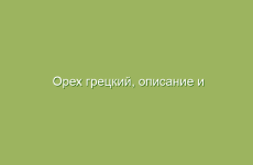 Орех грецкий, описание и лечебные свойства ореха грецкого, применение в народной медицине и лечение