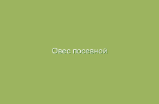 Овес посевной (обыкновенный), описание и лечебные свойства овса, применение в народной медицине