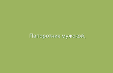 Папоротник мужской, описание и лечебные свойства папоротника мужского, применение и лечение