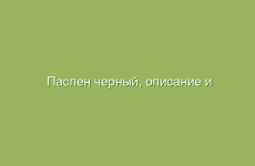 Паслен черный, описание и лечебные свойства паслена черного, применение в народной медицине и лечение