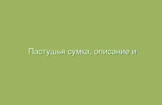 Пастушья сумка, описание и лечебные свойства пастушьи сумки, применение и лечение