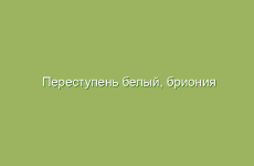 Переступень белый, бриония белая, описание и лечебные свойства переступня белого, применение и лечение