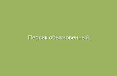 Персик обыкновенный, описание и лечебные свойства персика, применение в народной медицине и лечение