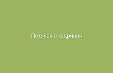Лечение токсоплазмоза народными средствами