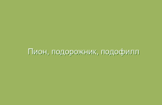 Лечение хронического гастрита травами