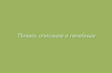 Чай из чабреца: как и когда пить