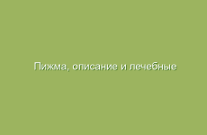 Пижма, описание и лечебные свойства пижмы, применение в народной медицине и лечение пижмой