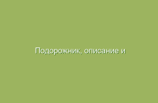 Подорожник, описание и лечебные свойства подорожника, применение в народной медицине и лечение подорожником