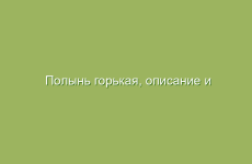 Полынь горькая, описание и лечебные свойства полыни горькой, применение в народной медицине и лечение