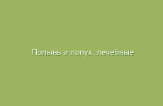 Полынь и лопух, лечебные свойства, народные методы лечения