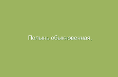 Полынь обыкновенная, чернобыльник, полынь метельчатая, описание, применение и лечебные свойства