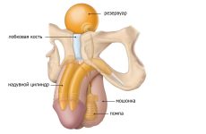 Протезирование полового члена: все, что вам нужно знать