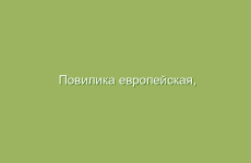 Повилика европейская, описание и лечебные свойства повилики, применение в народной медицине и лечение