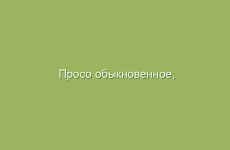 Просо обыкновенное, описание и лечебные свойства просо, применение в народной медицине и лечение