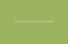 Пшеница обыкновенная, описание и лечебные свойства пшеницы, применение в народной медицине и лечение