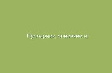 Пустырник, описание и лечебные свойства пустырника, применение в народной медицине и лечение пустырником