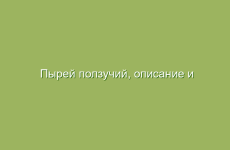 Травы для борьбы с новообразованиями