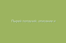 Пырей ползучий, описание и лечебные свойства пырея ползучего, применение в народной медицине и лечение