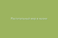 Растительный мир в жизни человека. Лекарственные растения в современной жизни. Часть 3