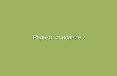 Редька, описание и лечебные свойства редьки, применение в народной медицине и лечение редькой