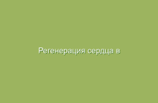 Регенерация сердца в домашних условиях по Болотову