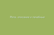 Репа, описание и лечебные свойства репы, применение в народной медицине и лечение репой