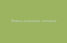 Чай из зонтиков: когда и как заваривать