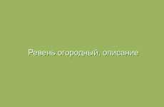 Ревень огородный, описание и лечебные свойства ревеня огородного, применение в народной медицине и лечение