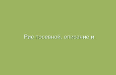 Рис посевной, описание и лечебные свойства риса, применение в народной медицине и лечение