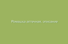 Ромашка аптечная, описание и лечебные свойства ромашки, применение и лечение ромашкой