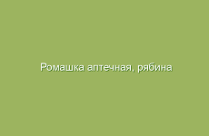 Полезные свойства свеклы для здоровья