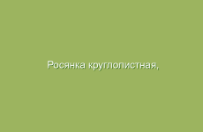 Росянка круглолистная, описание и лечебные свойства росянки, применение и лечение росянкой