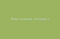 Рожь посевная, описание и лечебные свойства ржи, применение в народной медицине и лечение