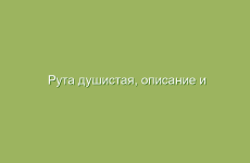 Рута душистая, описание и лечебные свойства руты, применение в народной медицине и лечение