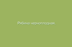 Традиционные рецепты для кормящих матерей