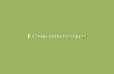 Рябина черноплодная, арония черноплодная, описание, лечебные свойства и применение в народной медицине