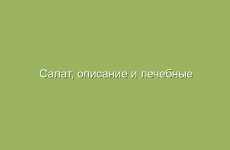 Салат, описание и лечебные свойства салата, применение в народной медицине и лечение салатом