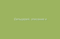 Сельдерей, описание и лечебные свойства сельдерея, применение в народной медицине и лечение