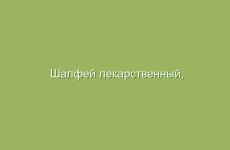 Как травы помогают при фибромиоме