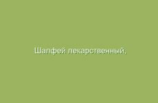 Шалфей лекарственный, описание и лечебные свойства шалфея, применение в народной медицине и лечение