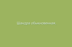Чай из корней дудника для улучшения обмена веществ