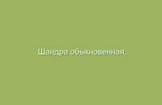 Шандра обыкновенная, описание и лечебные свойства шандры, применение в народной медицине и лечение