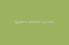 Чай из мелиссы: успокаивающее средство
