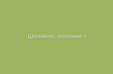 Народные средства от усталости