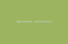 Шиповник, описание и лечебные свойства шиповника, применение в народной медицине и лечение