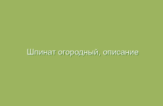 Шпинат огородный, описание и лечебные свойства шпината, применение в народной медицине и лечение шпинатом