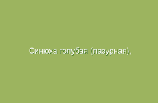 Синюха голубая (лазурная), описание и лечебные свойства синюхи голубой, применение и лечение