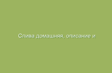 Слива домашняя, описание и лечебные свойства сливы, применение в народной медицине и лечение сливой