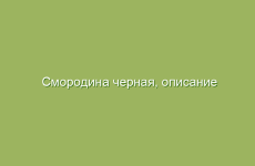 Как использовать вербену для укрепления организма